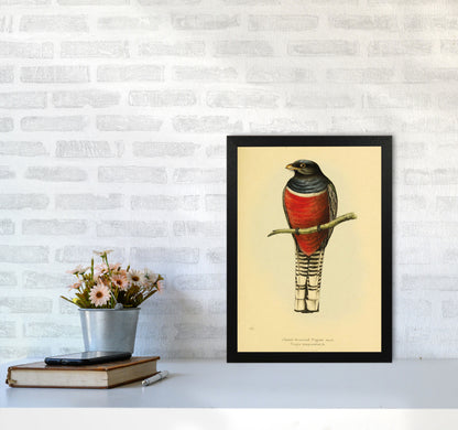 Purple Breasted Trogon Copy Art Print by Jason Stanley A3 White Frame