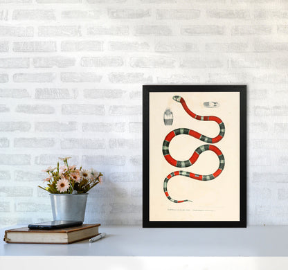 Vintage Snake Illustration 2 Art Print by Jason Stanley A3 White Frame