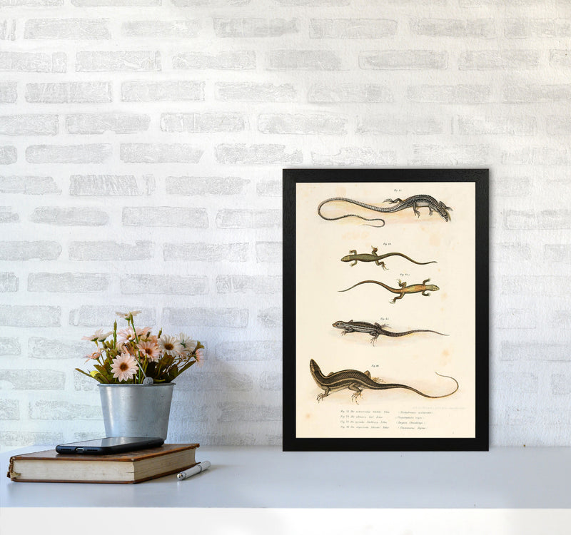 Vintage Salamander Illustration Art Print by Jason Stanley A3 White Frame