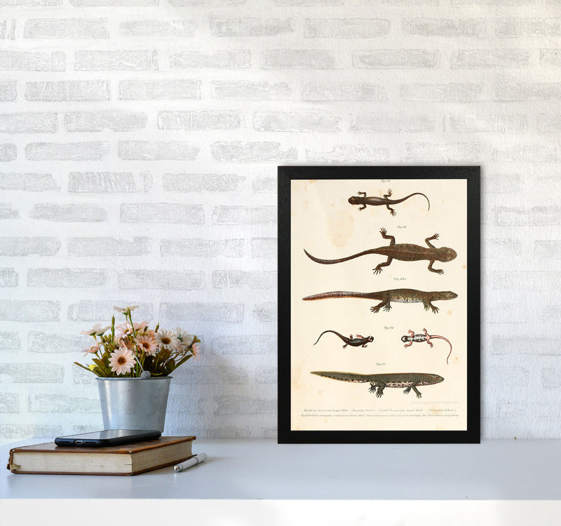 Vintage Newt Illustration Art Print by Jason Stanley A3 White Frame