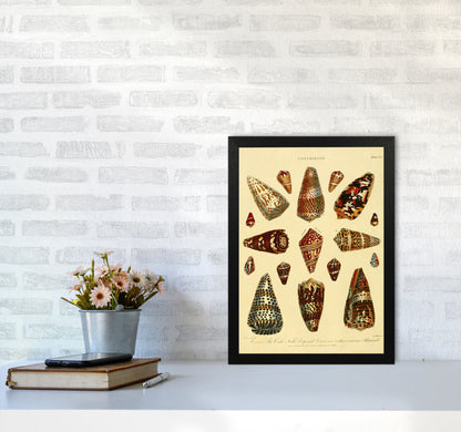 Conchology Illustration 2 Art Print by Jason Stanley A3 White Frame