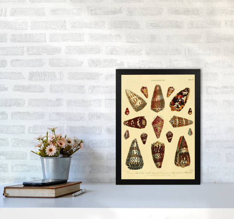 Conchology Illustration 2 Art Print by Jason Stanley A3 White Frame