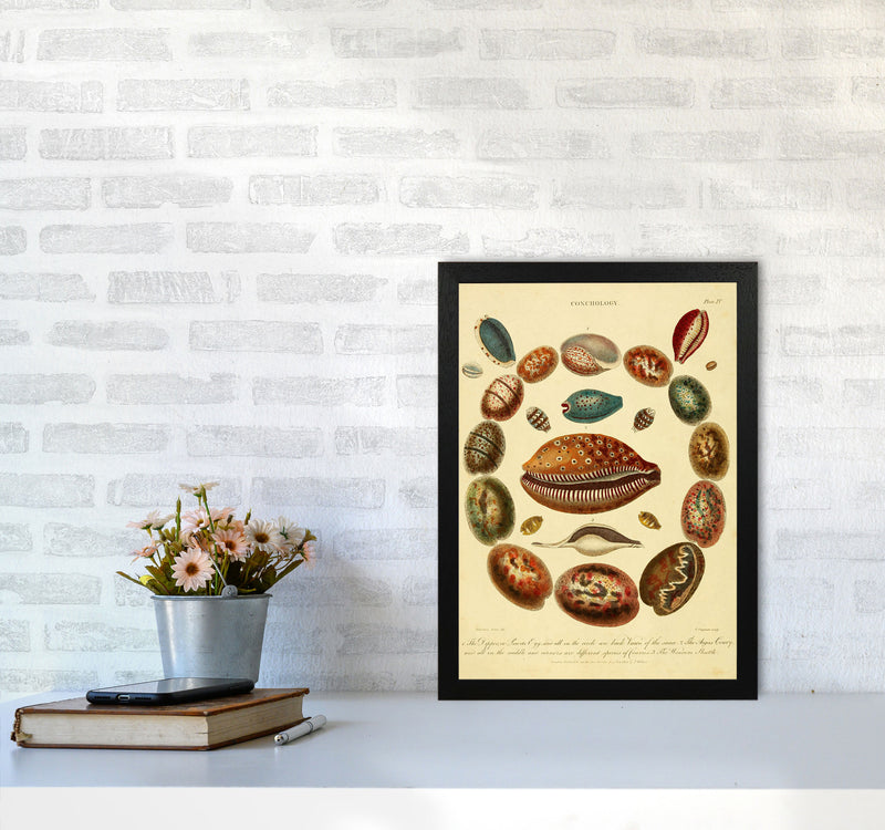 Conchology Illustration Art Print by Jason Stanley A3 White Frame