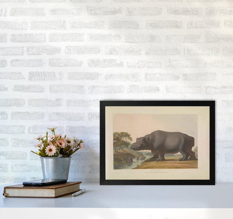 Vintage Hippo Illustration Art Print by Jason Stanley A3 White Frame