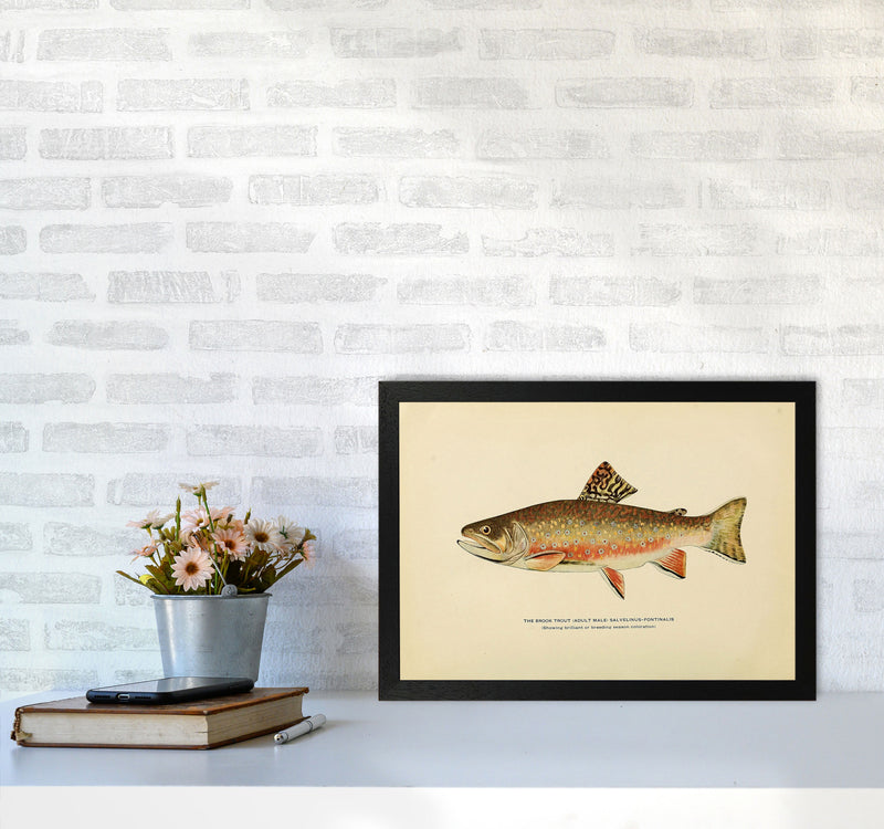 Brook Trout Illustration Art Print by Jason Stanley A3 White Frame