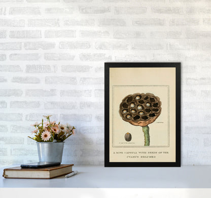 Vintage Flower Series 3 Art Print by Jason Stanley A3 White Frame