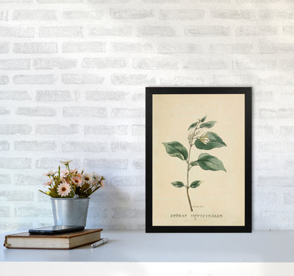 Vintage Flower Series 1 Art Print by Jason Stanley A3 White Frame