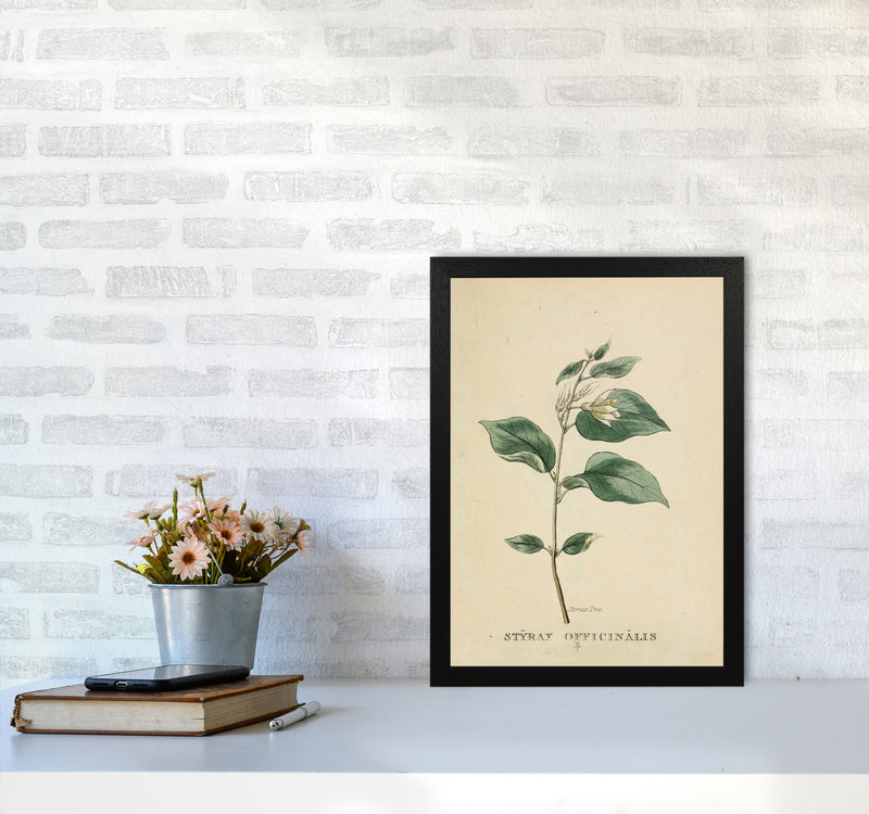 Vintage Flower Series 1 Art Print by Jason Stanley A3 White Frame