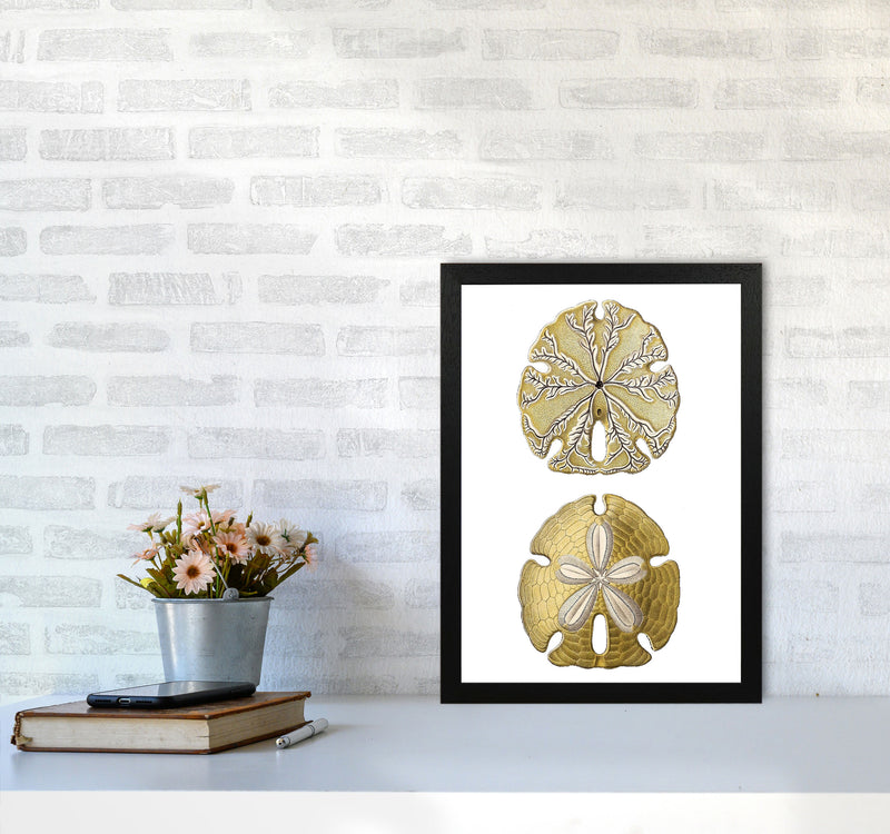 Sand Dollar Illustration Art Print by Jason Stanley A3 White Frame