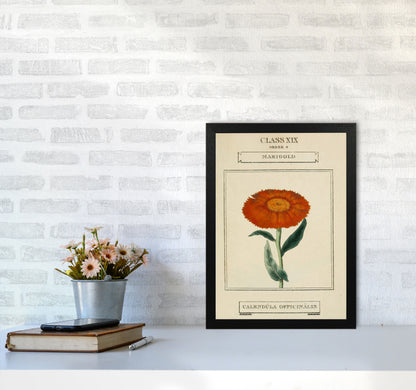 Vintage Flower Series 9 Art Print by Jason Stanley A3 White Frame
