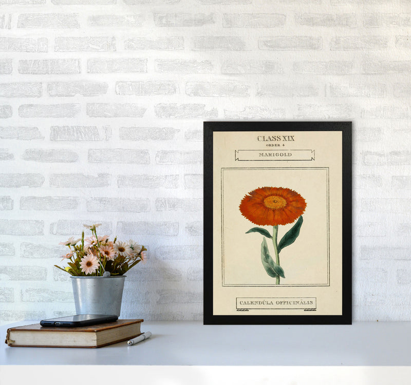 Vintage Flower Series 9 Art Print by Jason Stanley A3 White Frame