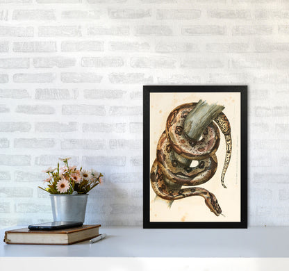 Vintage Snake Illustration Art Print by Jason Stanley A3 White Frame