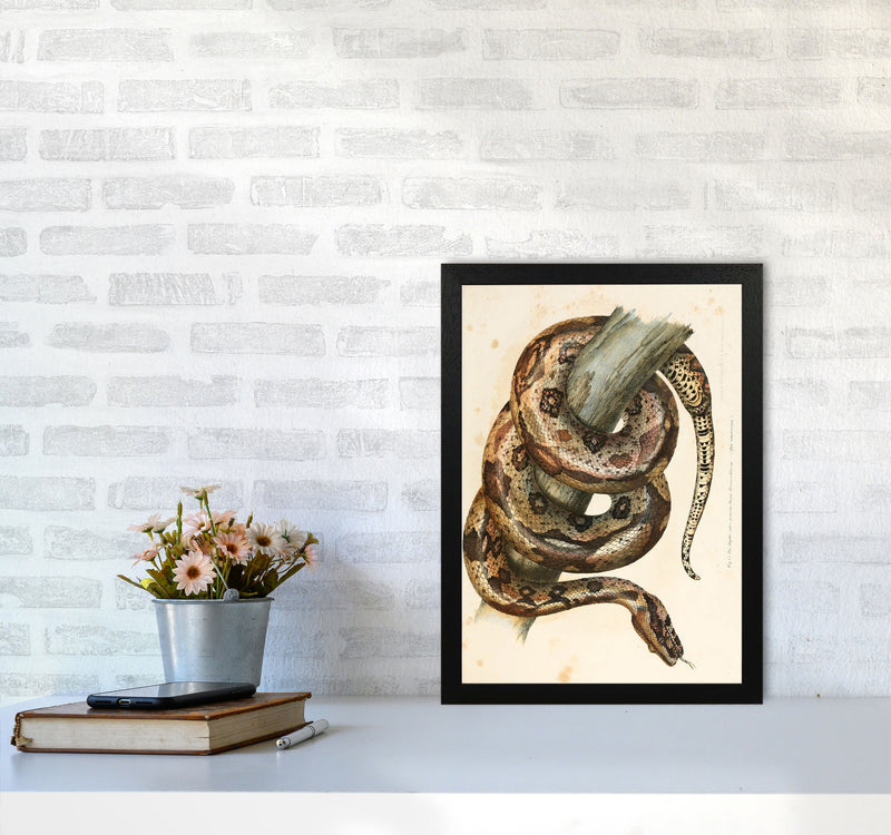 Vintage Snake Illustration Art Print by Jason Stanley A3 White Frame