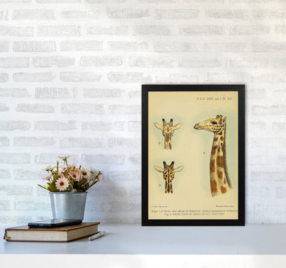 Longest Neck In The Jungle Art Print by Jason Stanley A3 White Frame