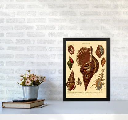 Vintage Conchology 2 Art Print by Jason Stanley A3 White Frame