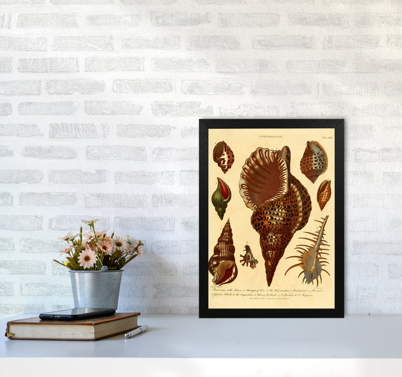 Vintage Conchology 2 Art Print by Jason Stanley A3 White Frame