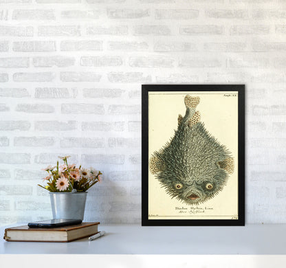 Vintage Japanese Fish Art Print by Jason Stanley A3 White Frame
