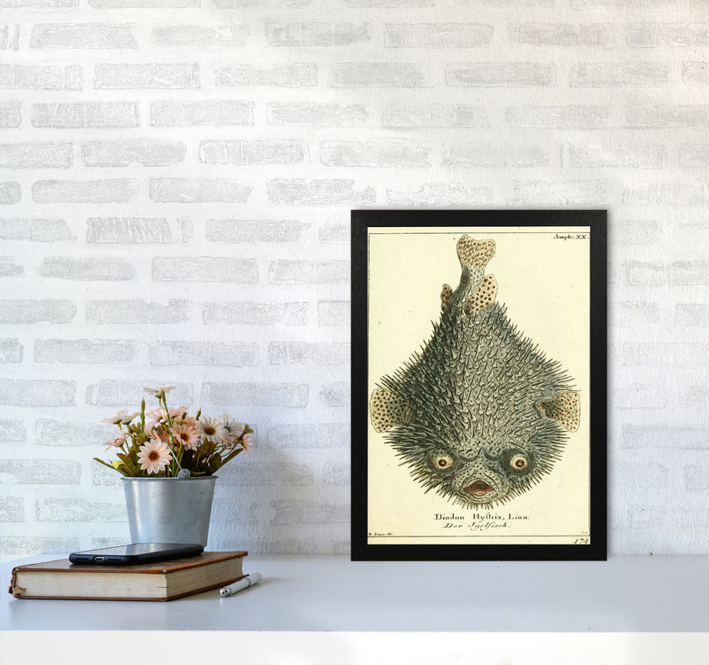 Vintage Japanese Fish Art Print by Jason Stanley A3 White Frame