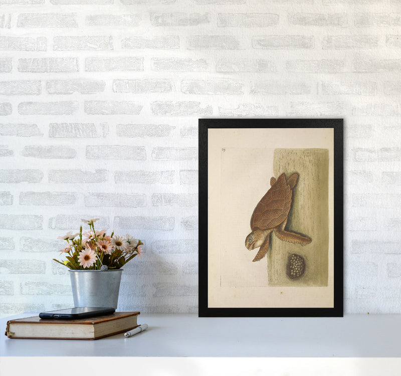 Vintage Sea Turtle Art Print by Jason Stanley A3 White Frame