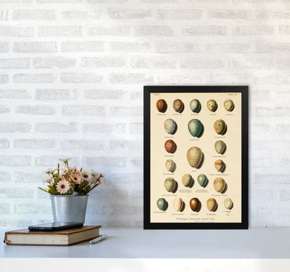 Vintage Set Of Eggs Art Print by Jason Stanley A3 White Frame