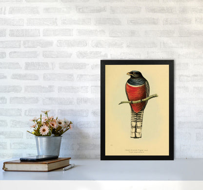 Purple Breasted Trogon Art Print by Jason Stanley A3 White Frame
