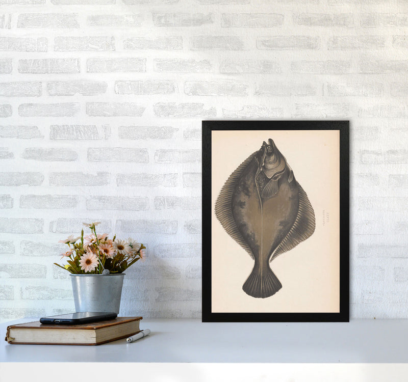 Vintage Flounder Art Print by Jason Stanley A3 White Frame