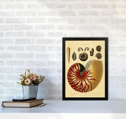 Vintage Conchology Art Print by Jason Stanley A3 White Frame