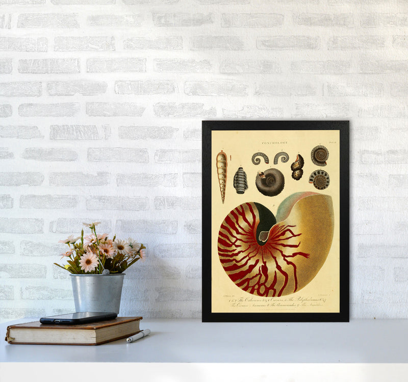Vintage Conchology Art Print by Jason Stanley A3 White Frame