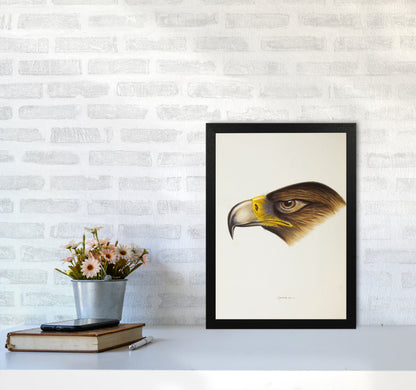 Vintage Eagle Face Art Print by Jason Stanley A3 White Frame