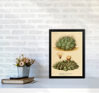 Cactus Series 12 Art Print by Jason Stanley A3 White Frame
