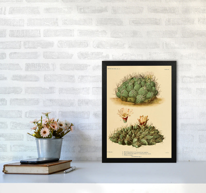 Cactus Series 12 Art Print by Jason Stanley A3 White Frame