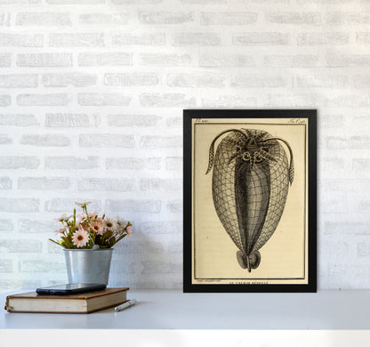Vintage Squid 4 Art Print by Jason Stanley A3 White Frame