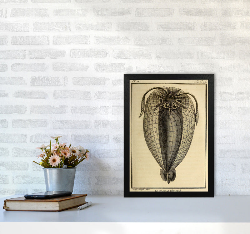 Vintage Squid 4 Art Print by Jason Stanley A3 White Frame