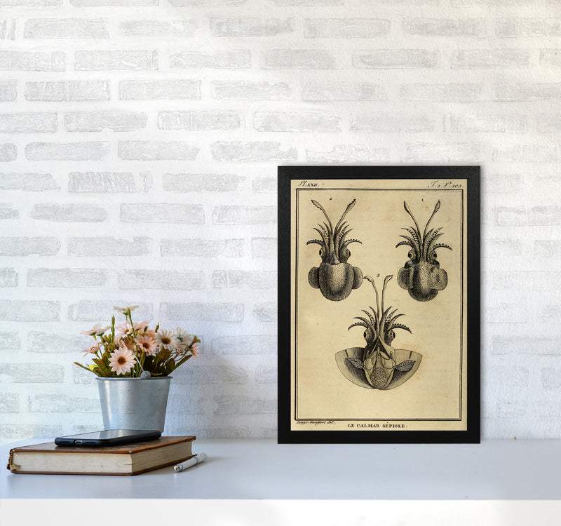 Vintage Squid 3 Art Print by Jason Stanley A3 White Frame