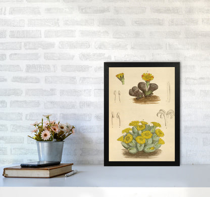 Vintage Cactus III Art Print by Jason Stanley A3 White Frame