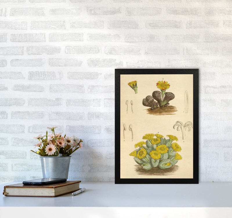 Vintage Cactus III Art Print by Jason Stanley A3 White Frame