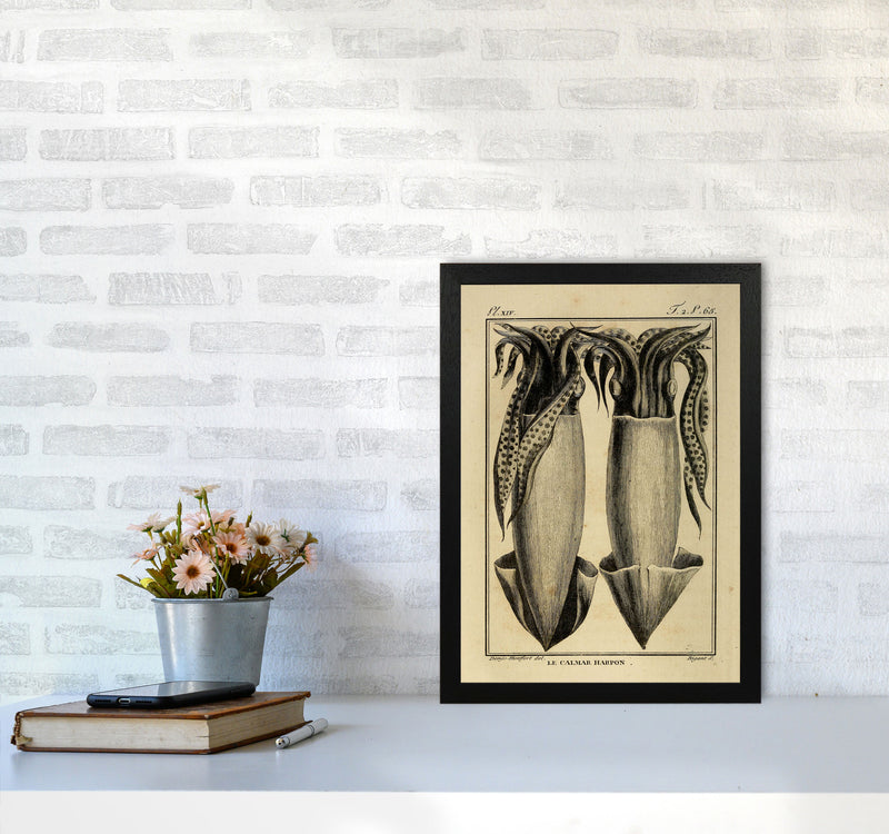 Vintage Squid 5 Art Print by Jason Stanley A3 White Frame