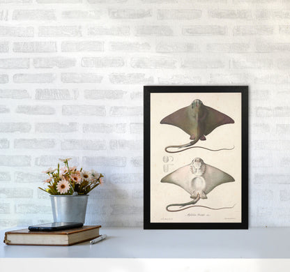 Vintage Stingray Art Print by Jason Stanley A3 White Frame