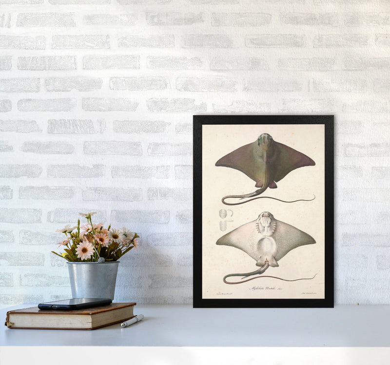 Vintage Stingray Art Print by Jason Stanley A3 White Frame