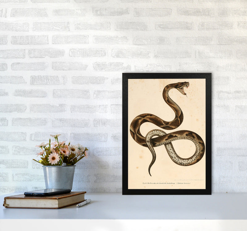 Vintage Snake Art Print by Jason Stanley