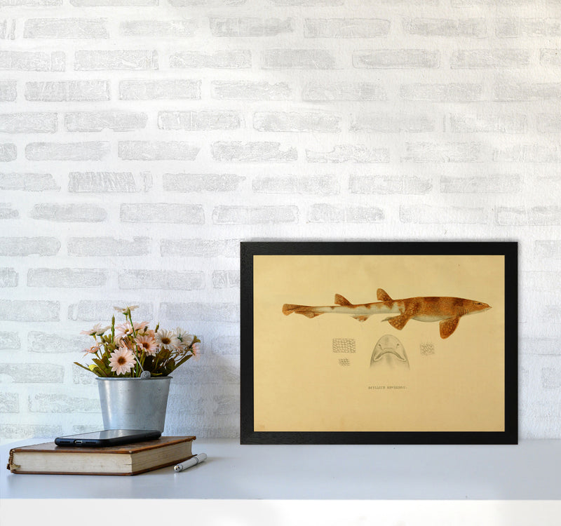Shark Series 1 Art Print by Jason Stanley A3 White Frame