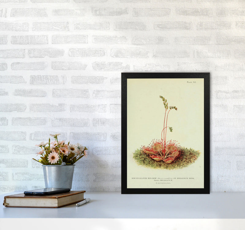 Venus Fly Trap Art Print by Jason Stanley A3 White Frame
