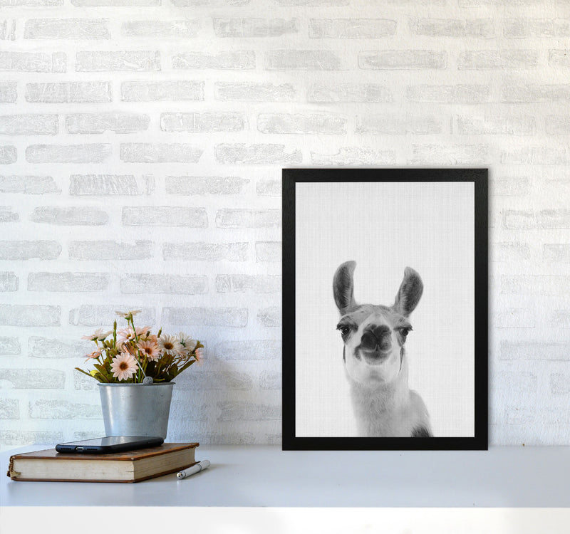 Llama Art Print by Jason Stanley A3 White Frame
