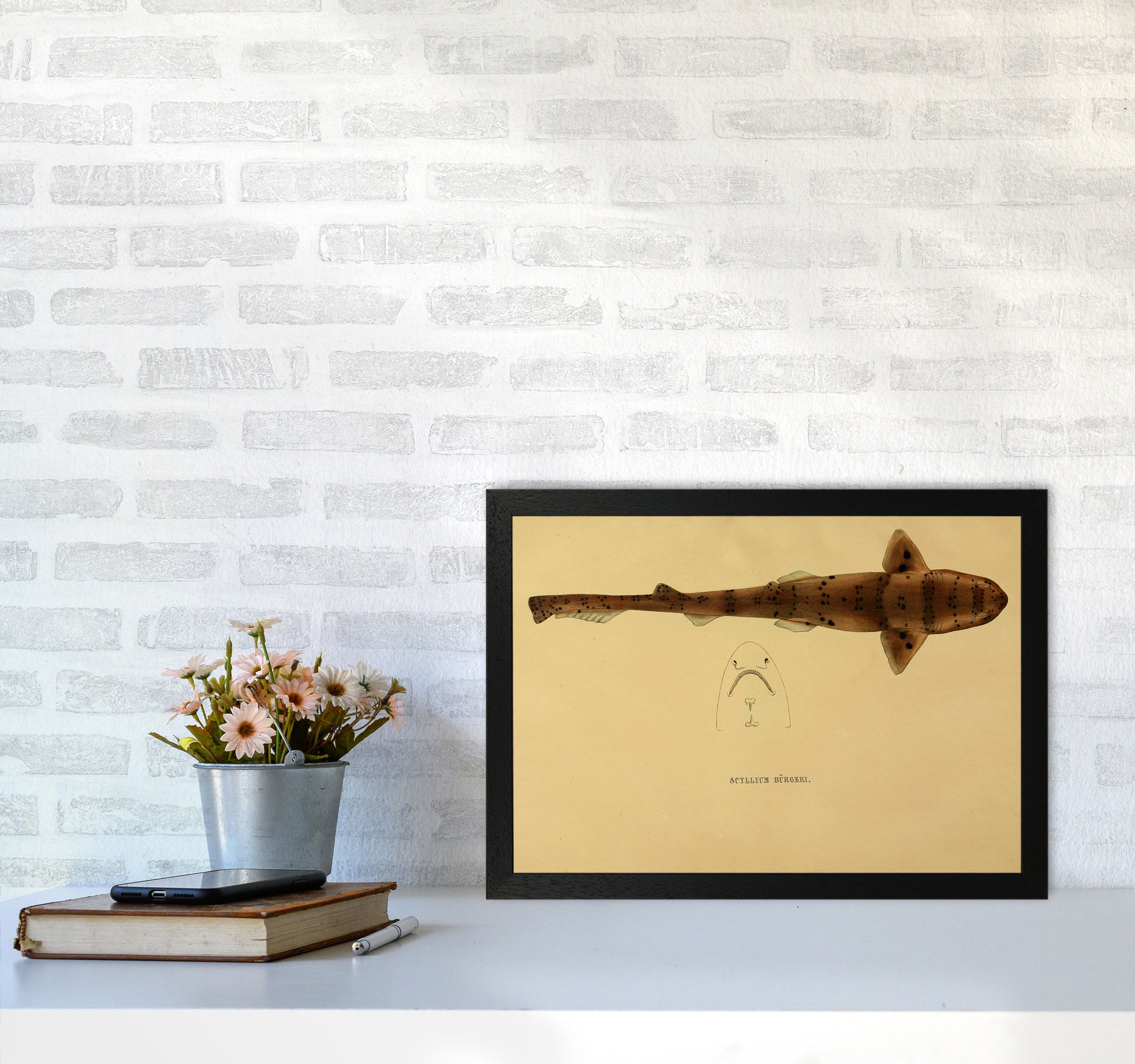 Shark Series 2 Art Print by Jason Stanley A3 White Frame