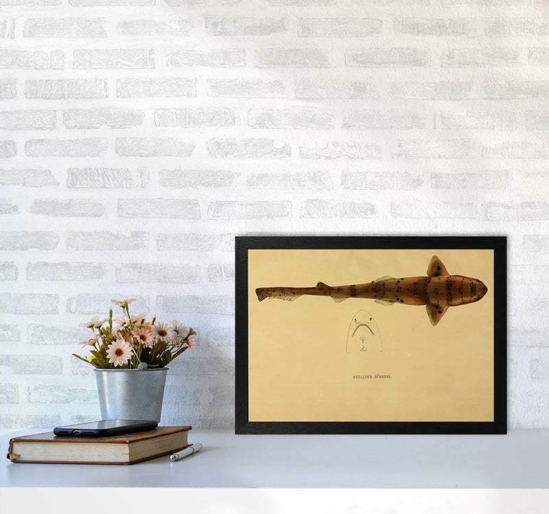Shark Series 2 Art Print by Jason Stanley A3 White Frame