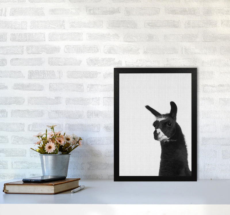 Llama