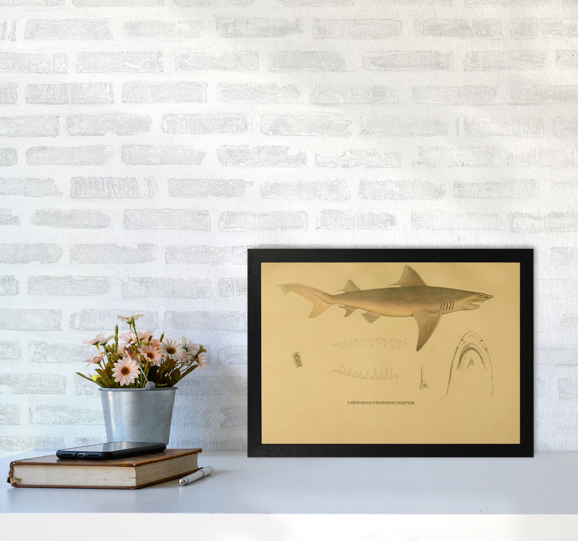 Shark Series 3 Art Print by Jason Stanley A3 White Frame