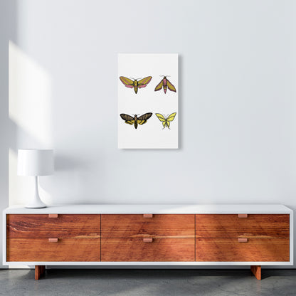 Vintage Moths Art Print by Jason Stanley A3 Canvas