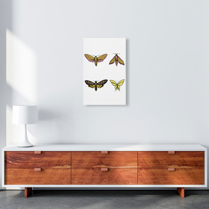 Vintage Moths Art Print by Jason Stanley A3 Canvas