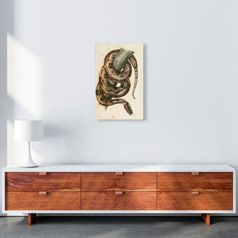 Vintage Snake Illustration Art Print by Jason Stanley A3 Canvas